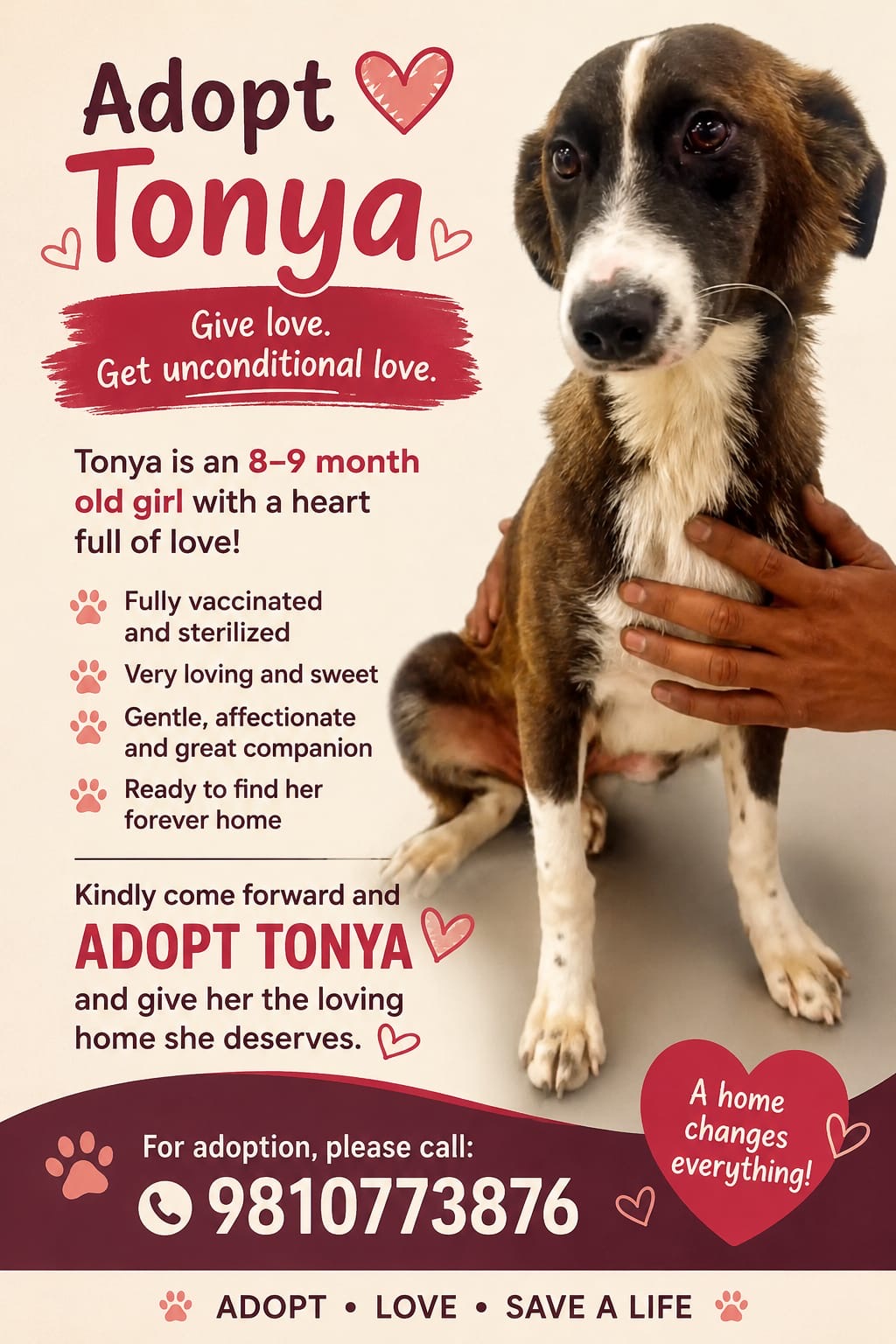 Tonya, a puppy up for adoption