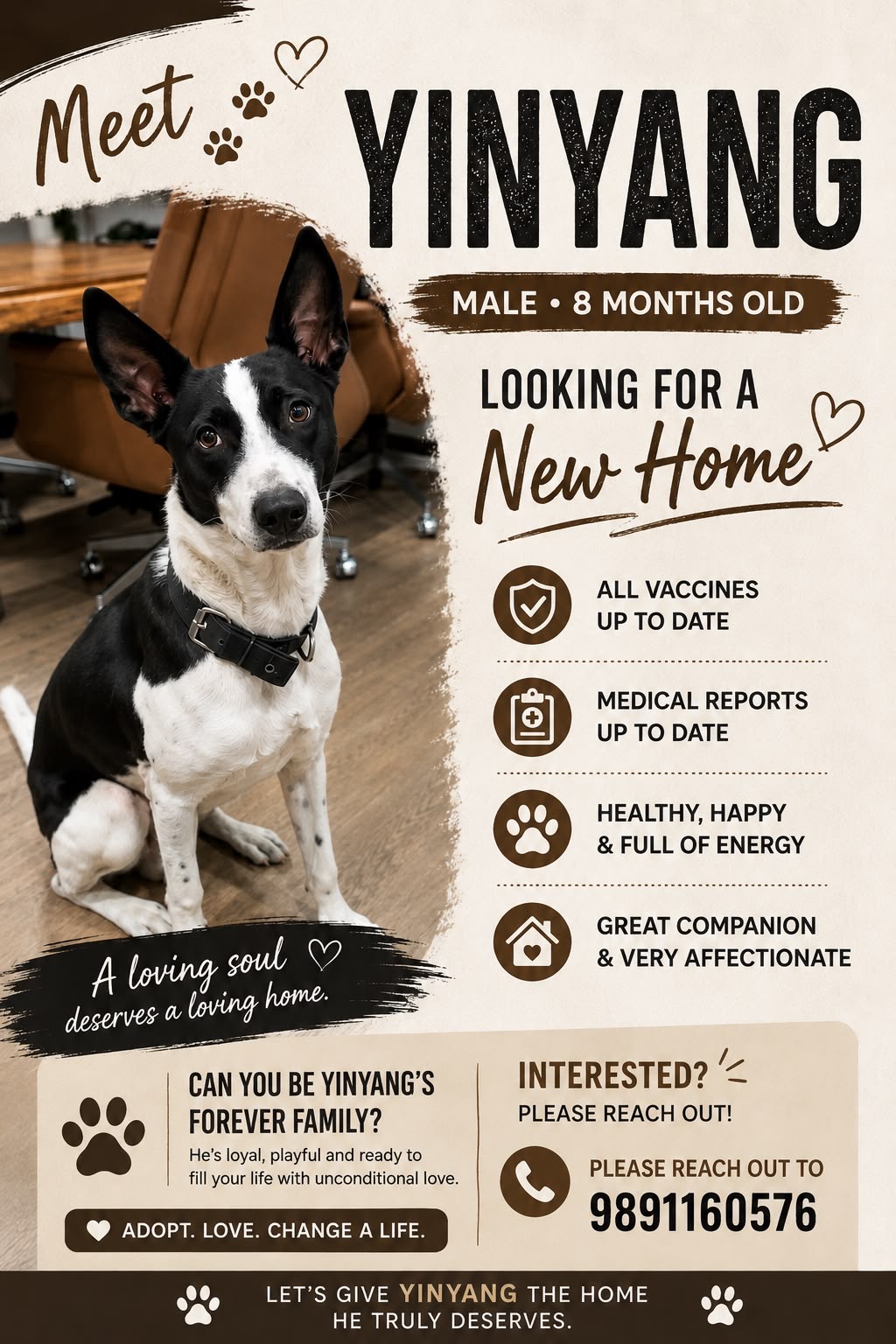 Yinyang, a puppy up for adoption